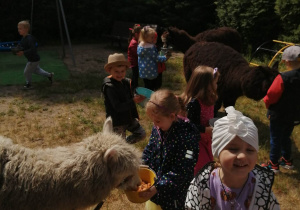 Dzieci karmią alpaki