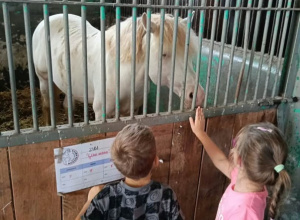 Wycieczka Tygrysków do Stada Ogierów w Bogusławicach