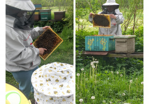 zdjecie 5 - Pani pokazuje pszczoły