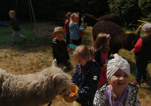 Dzieci karmią alpaki