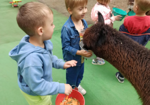 Nikodem i Seweryn karmią alpakę marchewkami