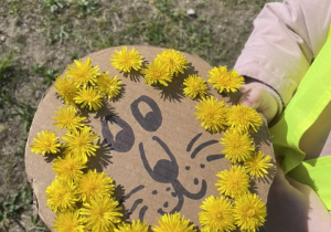 Praca plastyczna „Lew” (grzywa lwa zrobiona z kwiatów mniszka lekarskiego)