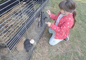 Wiktoria ogląda króliki.