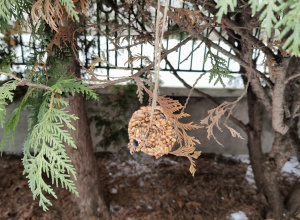 Tygryski pomagają ptakom