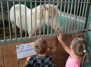 Wycieczka Tygrysków do Stada Ogierów w Bogusławicach